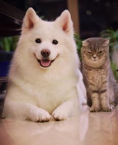 爆料三只萨摩耶视频大全,萌宠集结!三只萨摩耶欢乐视频大盘点 第2张 爆料三只萨摩耶视频大全,萌宠集结!三只萨摩耶欢乐视频大盘点 第2张